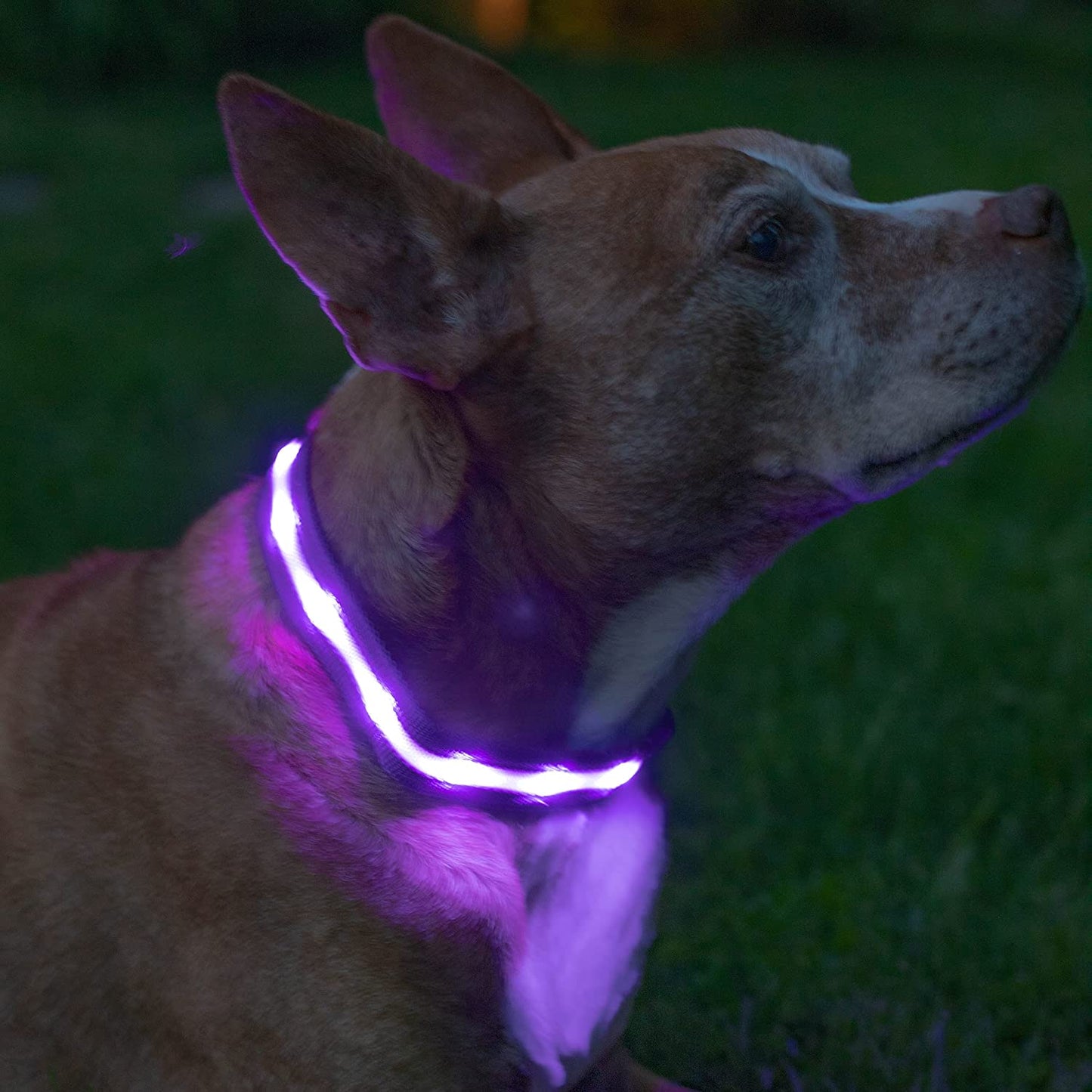 ' Safety LED Dog Collar – USB Rechargeable with Water Resistant Flashing Light